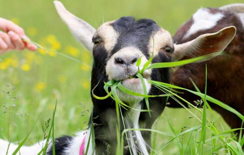 «персональная» болезнь овец и коз. чем опасна инфекция висны-маеди | животные | общество | аиф челябинск