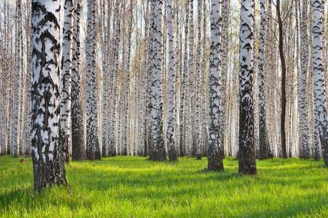 Трутовик ложный: особенности и характеристики огромной проблемы деревьев | огородники