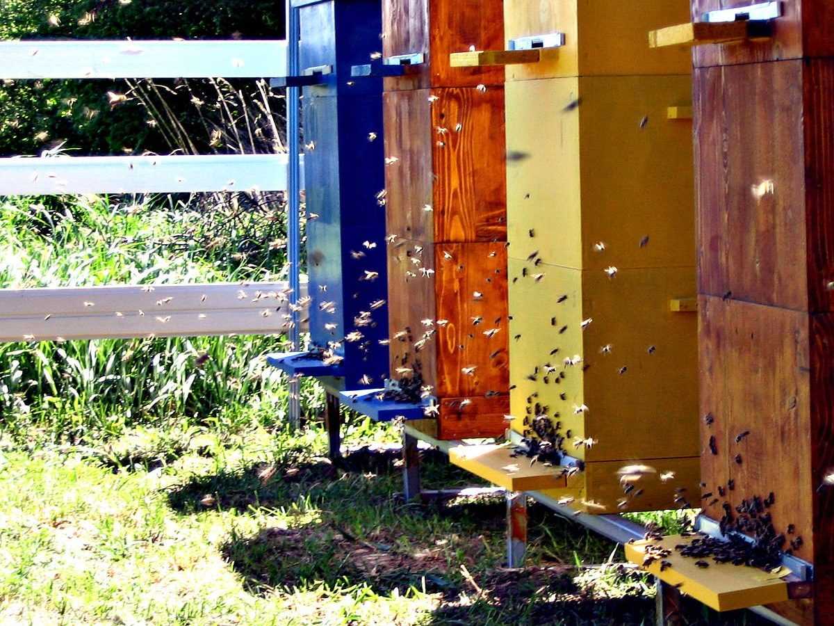 Методы пчеловодства в владимирских ульях лежаках.