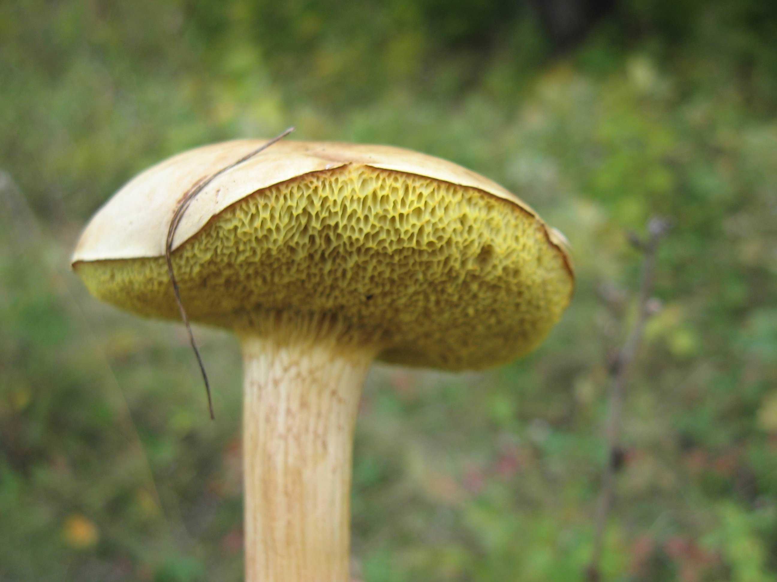 Перечный гриб как отличить от козляка. гриб козляк: фото, описание