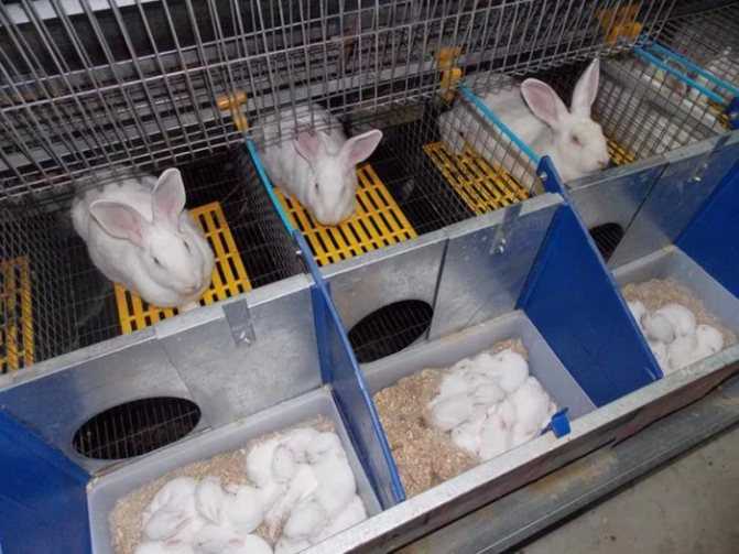 Клетки для кроликов из сетки. описание, чертежи и видео