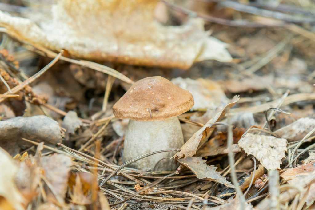Что нужно знать о белых грибах