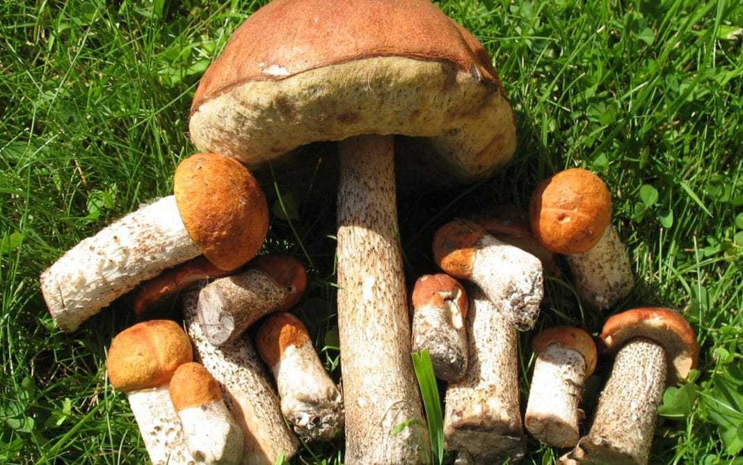 Энтолома недоразвитая (entoloma abortivum) –  грибы сибири