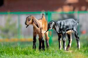 Высокопродуктивные нубийские козы