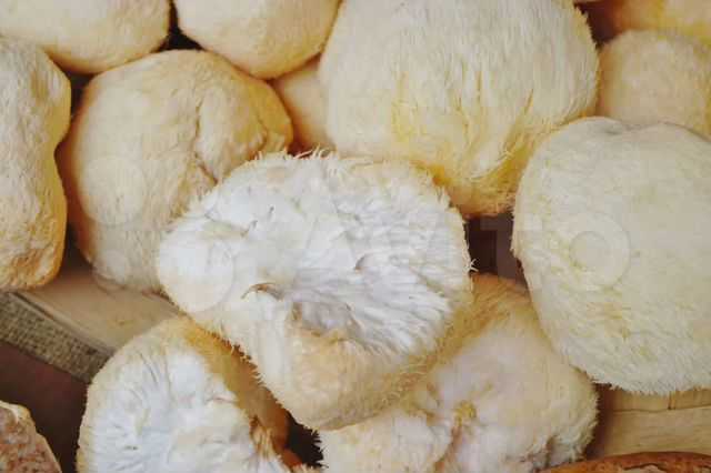 50 фото грибов «ежовик пестрый», ? названия, описания, как отличить