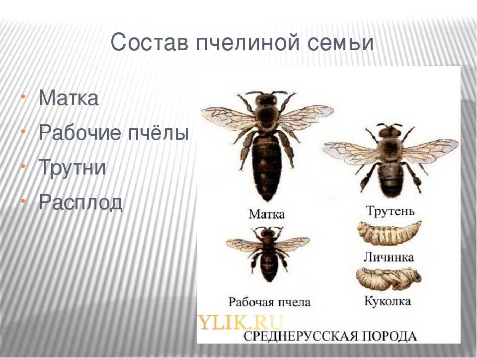 Кто входит в состав семьи медоносных пчел. Виды пчел. Структура пчелиной семьи. Состав пчелиной семьи. Строение пчелиной семьи.
