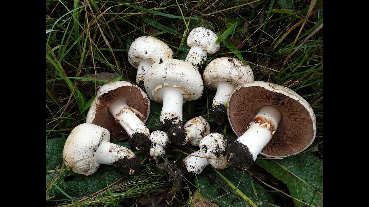 Виды (сорта) грибов шампиньонов: известно около 200