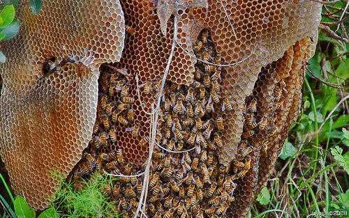Стихийная гибридизация пчел в южной америке