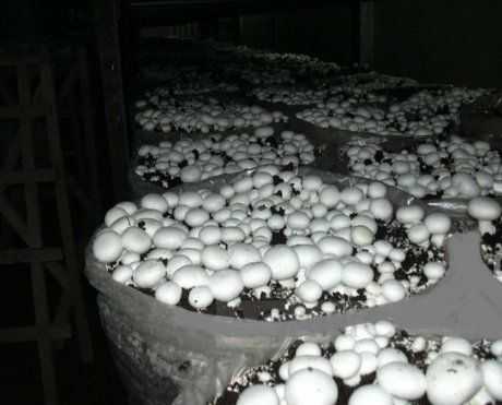 Выращивание шампиньонов в домашних условиях‎. как вырастить шампиньоны в подвале: подготовка компоста, высадка мицелия, уход за грибами и сбор урожая