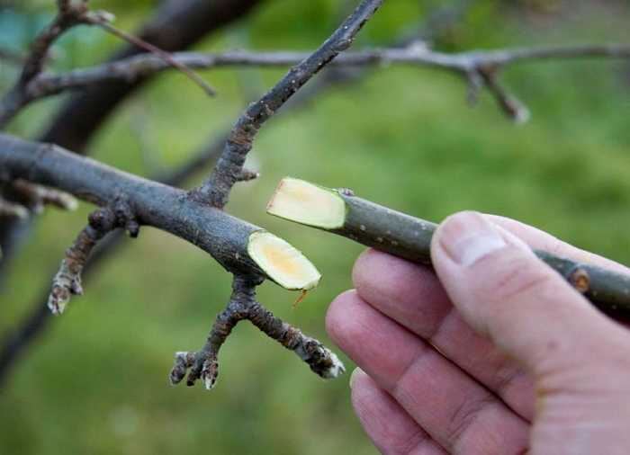 Как посадить грушу? все тонкости ухода за плодовым деревом