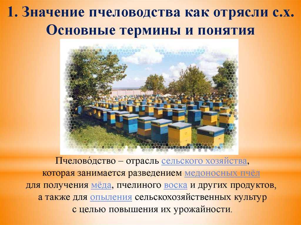 Производство и приготовление продуктов пчеловодства