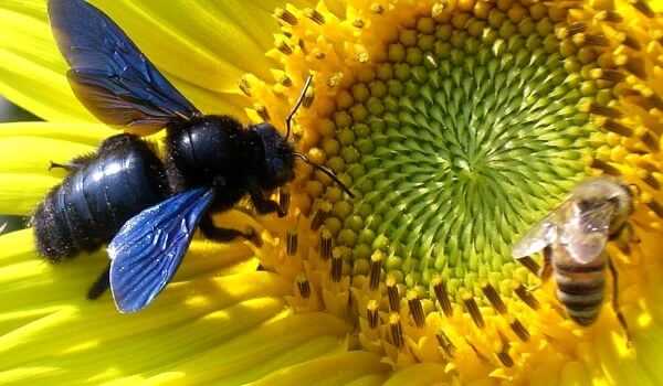 Укус пчелы: первая помощь и как избежать | компетентно о здоровье на ilive