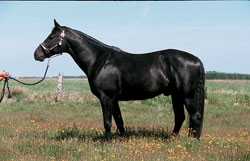 Карачаевская порода лошадей: история, экстерьер, применение