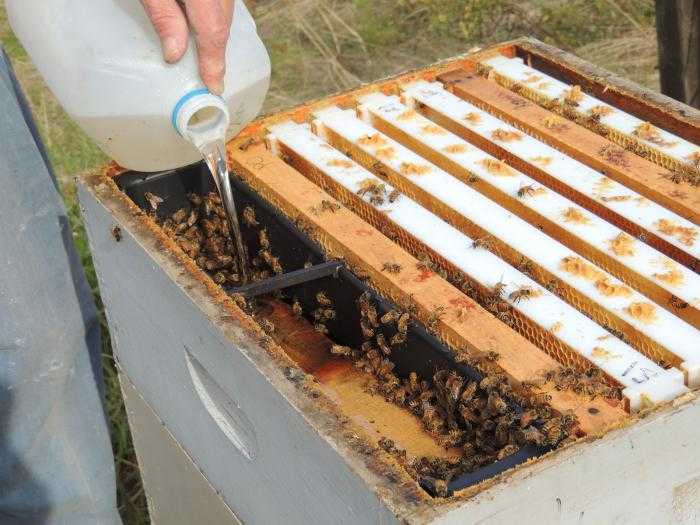 Как подкормить пчел зимой сахарным сиропом, когда начинать подкормку пчел на зиму