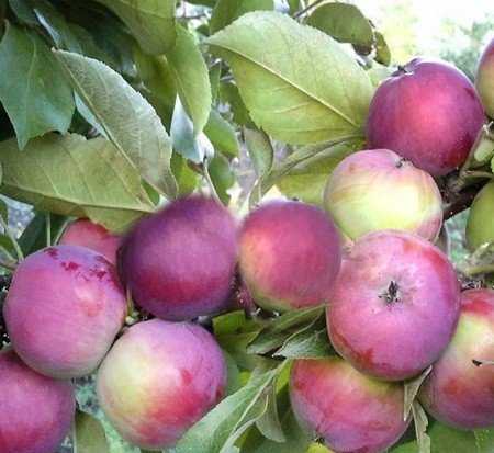 Карликовые сорта яблони для подмосковья: фото и описание, а также отзывы о них