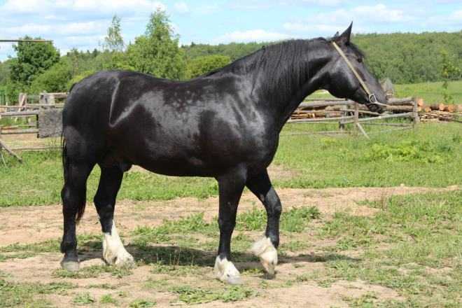 Владимирский тяжеловоз - порода лошади - мой конь