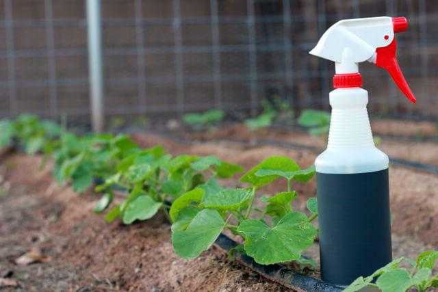 Фунгицид акробат мц - применение эффективного препарата для растений и отзывы дачников