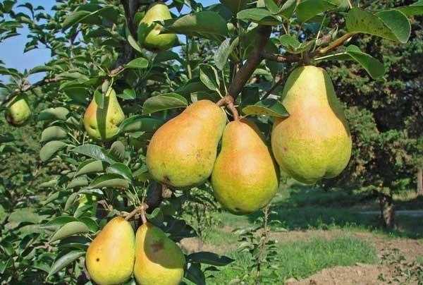 Груша дюшес: описание сорта летней и зимней, яблони и яблоки