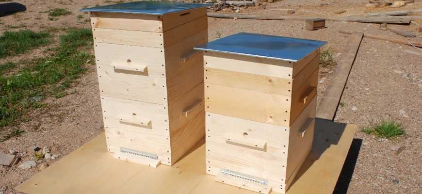 Улей Нижегородец: особенности конструкции домика для пчелосемей, достоинства и недостатки. Правила содержания пчел в пенополиуретановых ульях, отзывы пчеловодов.
