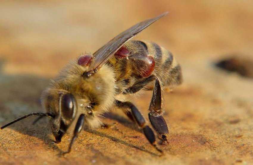 Препарат бисанар для пчел: инструкция от варроатоза