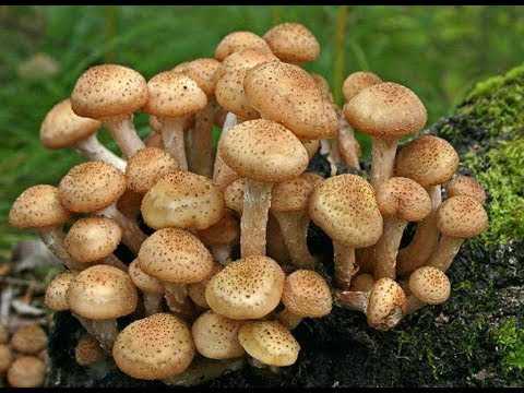 Как выглядят опята - виды, описание гриба, советы по выращиванию опят в домашних условиях (видео и 105 фото)