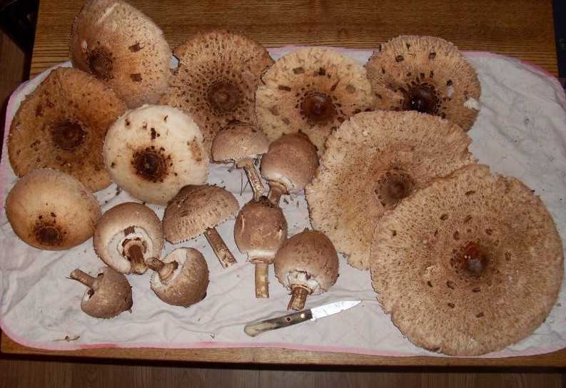 Как приготовить грибы зонтики (7 рецептов)