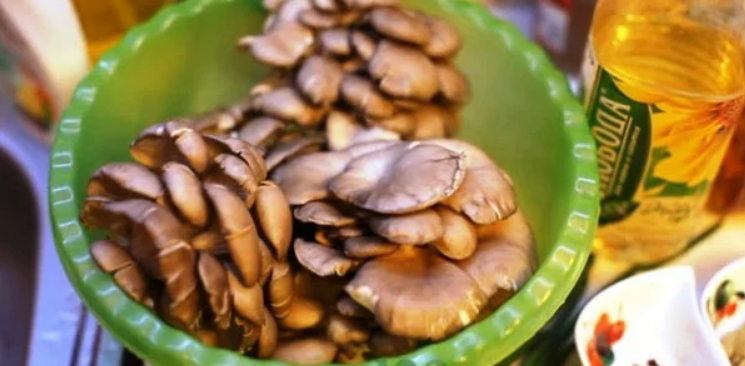 Уникальные грибы вешенки: польза для здоровья, фигуры и кожи, а также возможный вред при употреблении