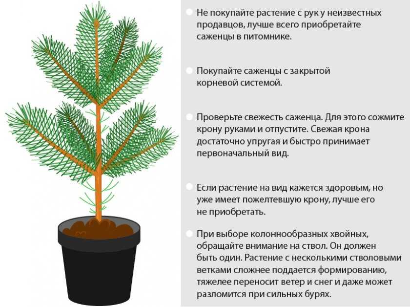 Зеленое черенкование плодово-ягодных культур | good-tips.pro