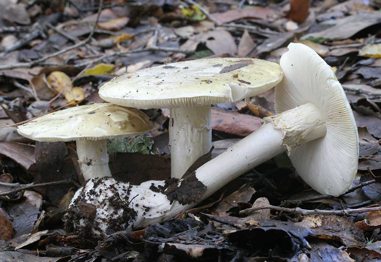 Ложные и ядовитые сыроежки: их фото и как отличить от съедобных грибов?