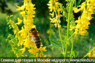 Лучшие однолетние растения-медоносы. названия, описание, фото — ботаничка.ru