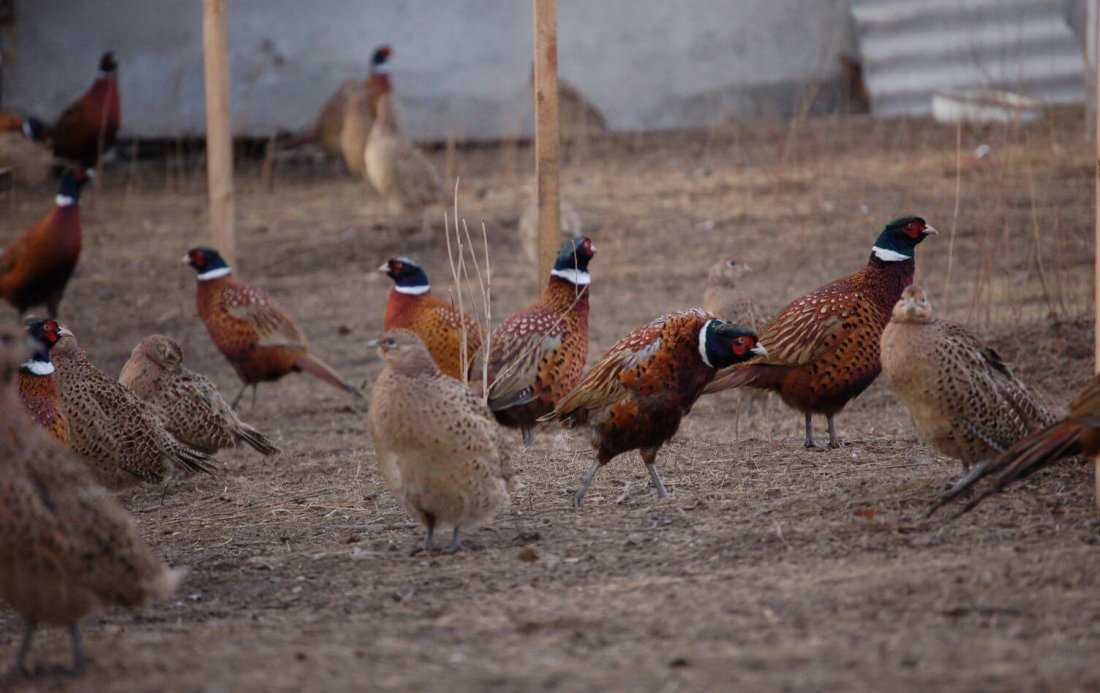 Домашние фазаны: выращивание, разведение и содержание птиц в домашних условиях