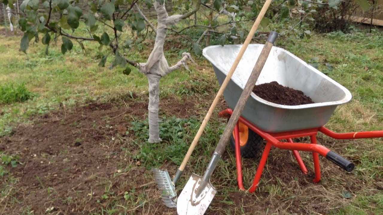 Как ухаживать за яблоней осенью - 10 правил осеннего ухода за садом - yabloki.site