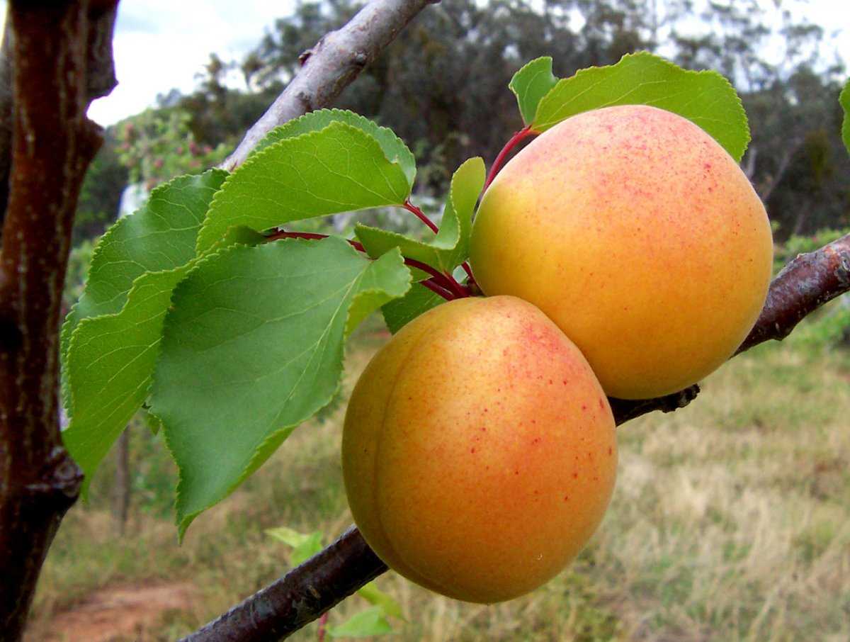 Описание сорта абрикоса ананасный