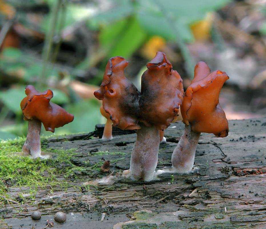 Строчок осенний – токсичный гриб