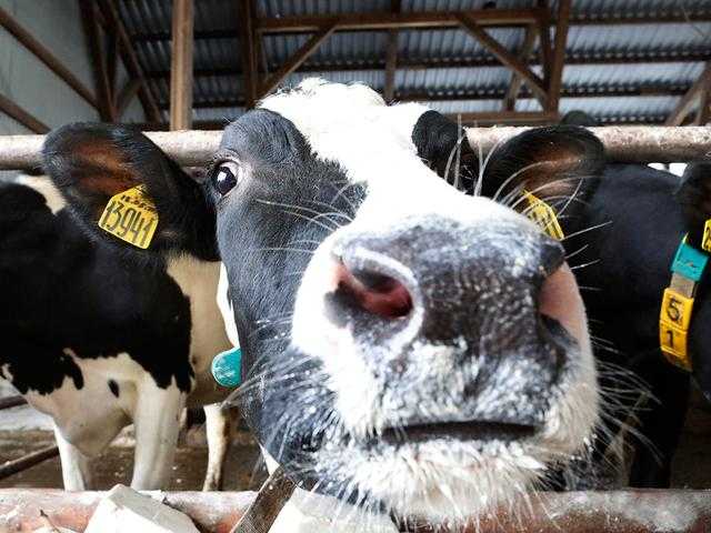 Привязное содержание коров: стойловое оборудование