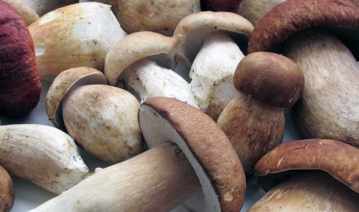 ᐉ как вырастить белые грибы на садовом участке - godacha.ru