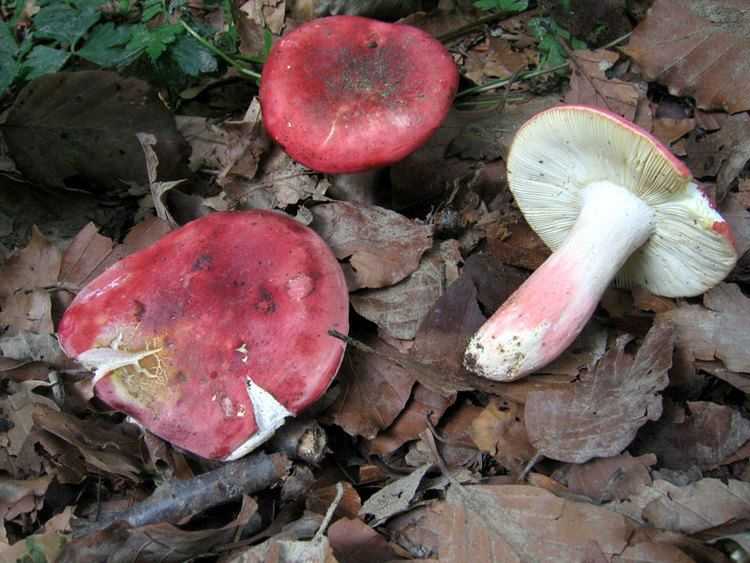 Где растет полезный гриб баран (грифола курчавая или мейтаке)