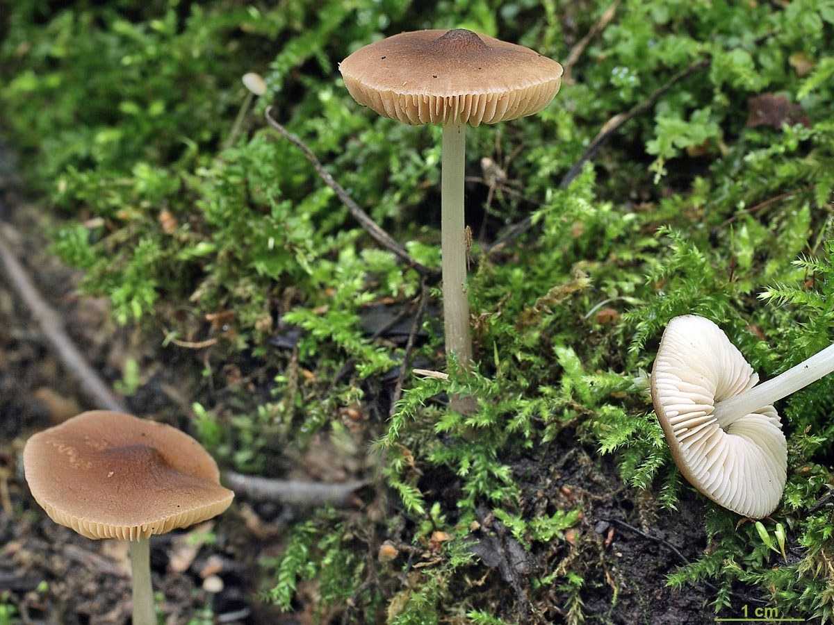 Плютей благородный (pluteus petasatus) –  грибы сибири