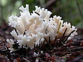 Рогатик гребенчатый (Клавулина коралловидная): подробное описание с фото. Место произрастания и отличие от подобных видов. Можно ли употреблять данный гриб.