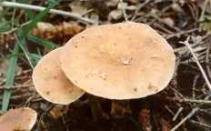 Говорушка : описание, виды, полезные свойства, где растет и когда собирать съедобные грибыы