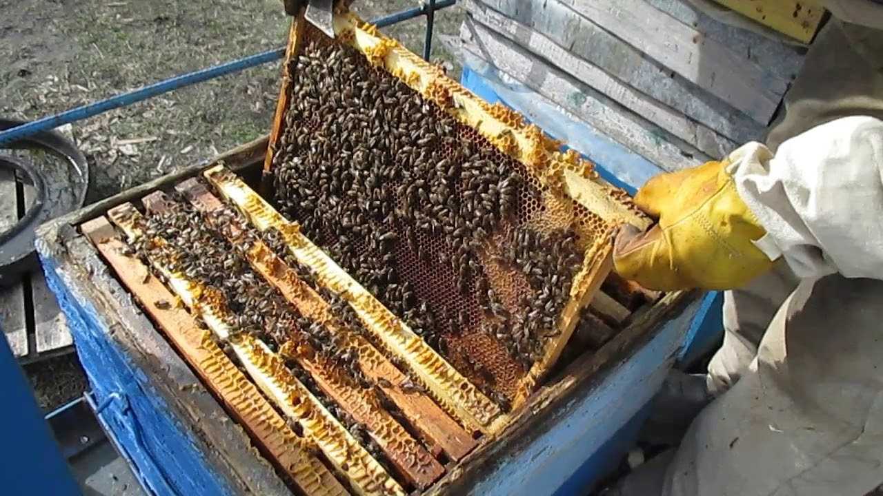 Перевозка пчел в разное время года - практические советы