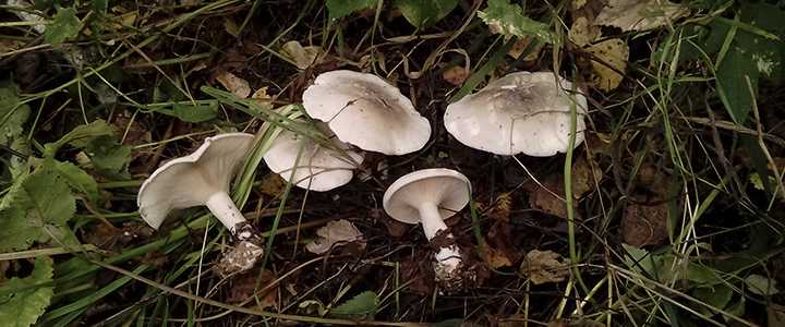 Белый гриб червивый. вредны ли грибные черви для человека? чем опасны червивые грибы