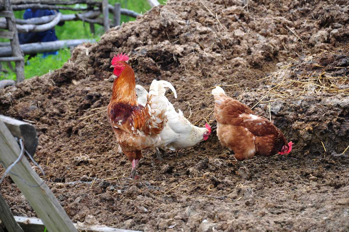 Куриный помет как удобрение: как использовать куриный навоз в качестве удобрения осенью? как разводить для подкормки растений и вносить в почву?