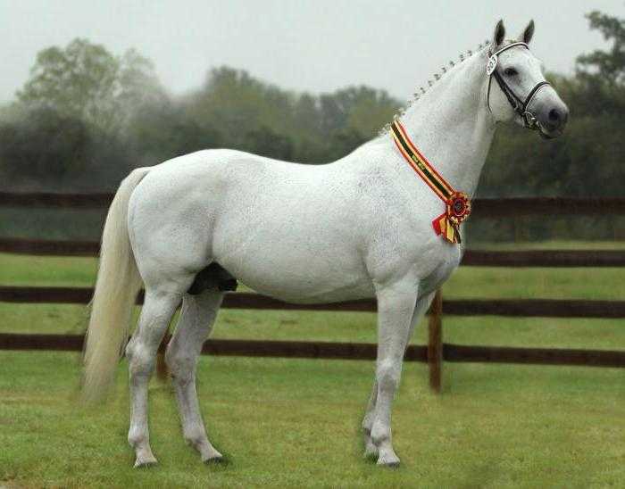 Голштинская порода лошадей: фото, характеристика, описание