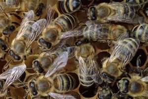 Рекомендации по выбору породы и покупка пчел по душе для вашей пасеки