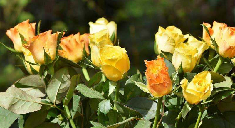Цветы розы – описание, использование в ландшафтном дизайне, особенности посадки