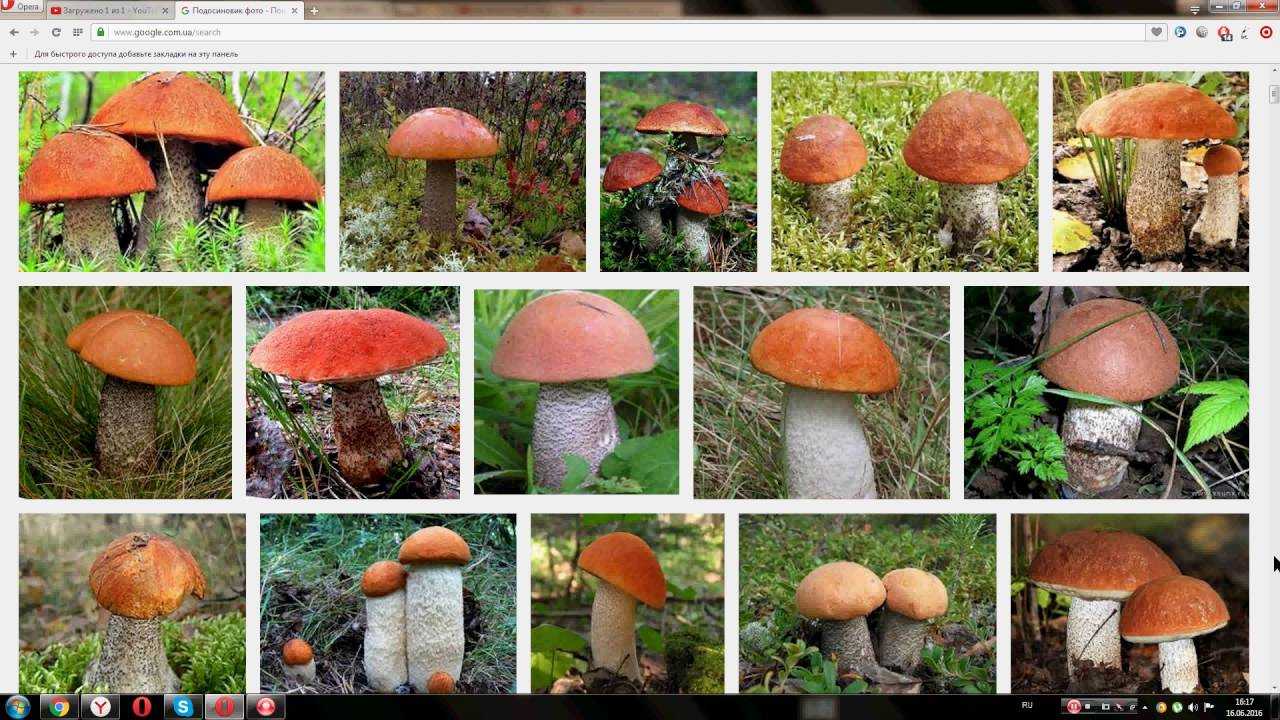 Как определить ложный подосиновик: описание, сравнение. как выглядит съедобный гриб подосиновик