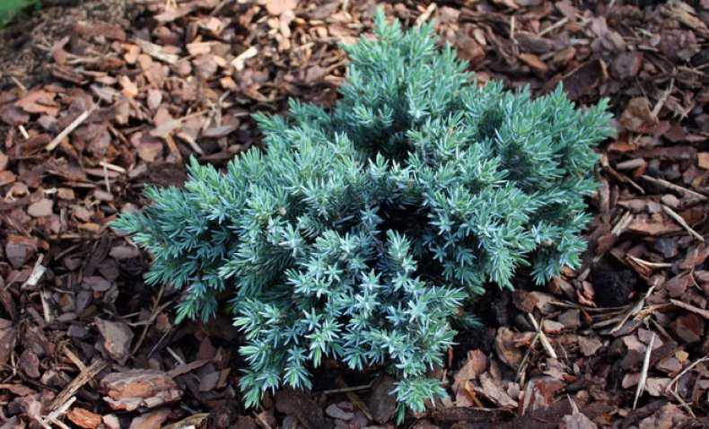 Можжевельник скальный блю эрроу (juniperus scopulorum blue arrow)