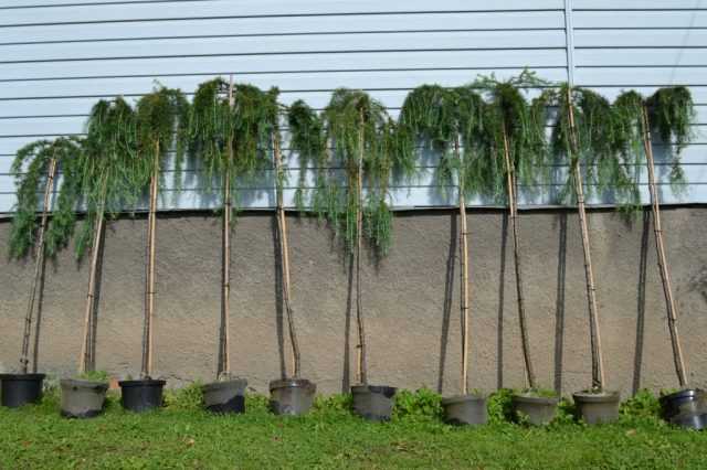 Лилейное дерево: посадка и уход, фото, размножение, сорта, выращивание в открытом грунте и сочетание в ландшафтном дизайне