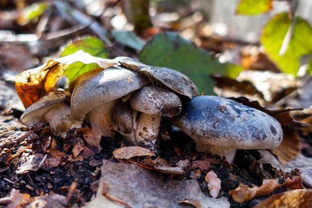 Гигрофор луговой – гриб, растущий среди трав лугов